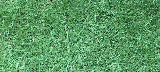 芝生を活性化！】ローンスパイクによる初めてのエアレーションを実施 | 芝生 | マイホームブログ | Web屋の芝生DIY